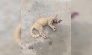 Investigan envenenamiento de gatos en El Manzanillo