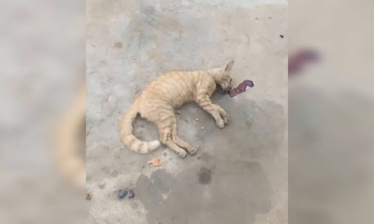 Investigan envenenamiento de gatos en El Manzanillo
