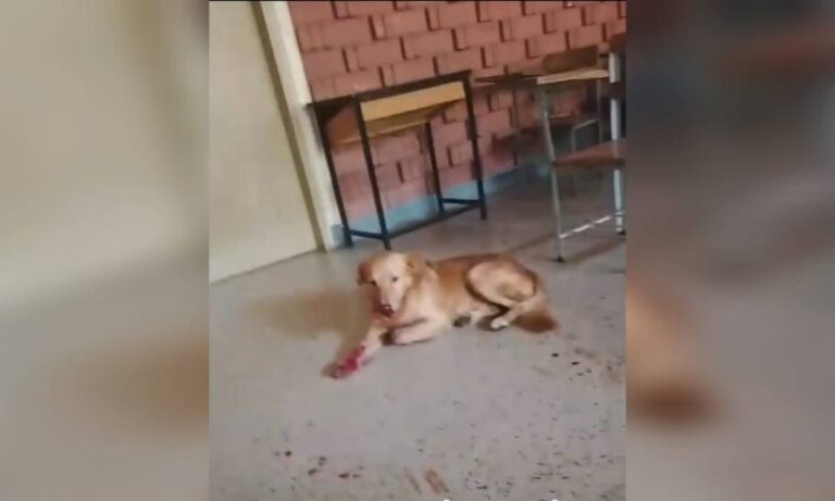 Golpean a perrito comunitario de la Universidad del Zulia