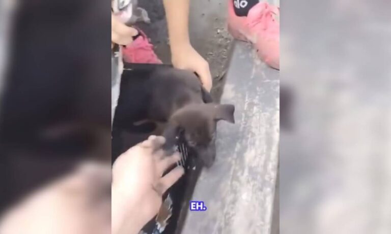 Chofer se viraliza tras conseguir un perrito abandonado en caja envuelta con cinta plástica