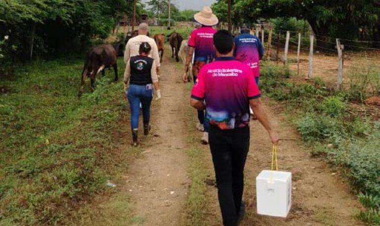 Alcaldía de Maracaibo inicia vacunación de 4.700 bovinos contra la fiebre aftosa