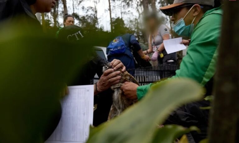 Condenan a 2 años y medio de cárcel a 13 personas por organizar pelea de perros en Colombia