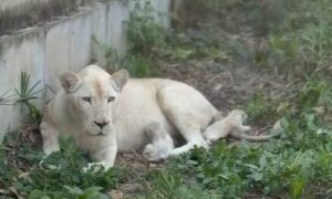 Nacen dos leones blancos en el Zoológico de Maracay