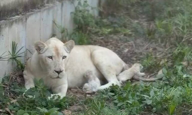 Nacen dos leones blancos en el Zoológico de Maracay