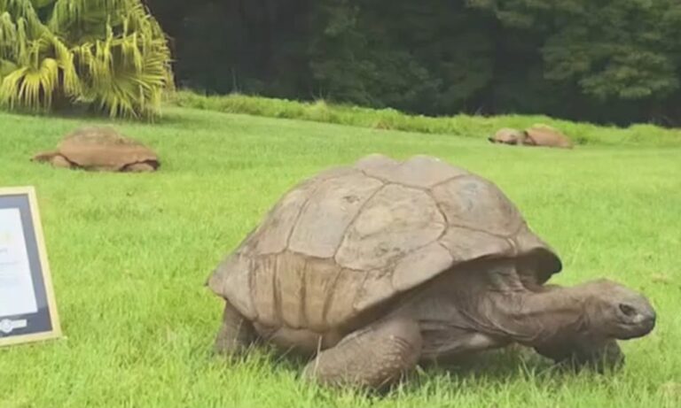 La tortuga “Jonathan” es el animal terrestre vivo más longevo a sus 194 años