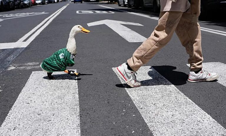 El pato Merlín es la mascota viral del Mundial en México