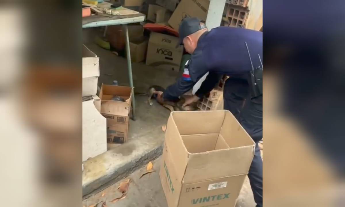 Rescatan a cachorrita de 4 meses que era maltratada por su dueño