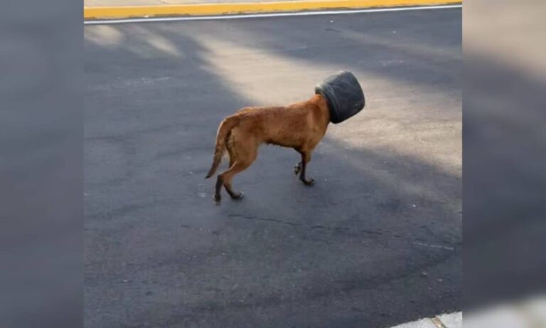 Auxilian a perrita que tenía un caucho atorado en su cabeza en la Vereda del Lago