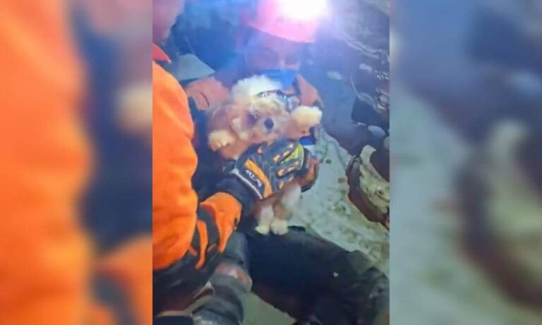 Rescatan a perrito tras permanecer más de 96 horas bajo escombros en La Guaira
