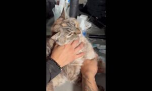 Familia rompe en llanto al reencontrarse con su gata “Princesa” tras el doble terremoto