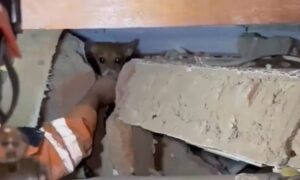 Milo sobrevive 12 días bajo los escombros en La Guaira