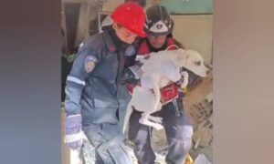 Rescatan a un perro tras casi un mes bajo los escombros en La Guaira