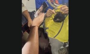 Rescatistas hallan con vida a Mino, un gato atrapado entre los escombros de Catia La Mar