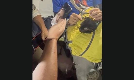 Rescatistas hallan con vida a Mino, un gato atrapado entre los escombros de Catia La Mar