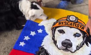 Día Mundial del Perro: regalan a Tsunami una alfombra personalizada