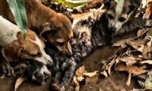Acusan a anciano de presuntamente alimentar a sus perros con un gato en San Francisco