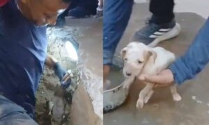 Rescatan a dos perritos atrapados en una tubería de aguas servidas en Maracaibo