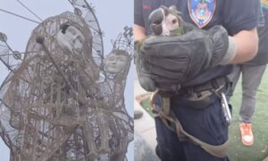 Rescatan a guacamaya enredada en la figura de la Chinita de Plaza El Ángel