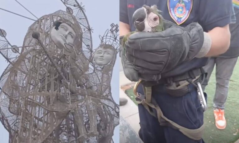 Rescatan a guacamaya enredada en la figura de la Chinita de Plaza El Ángel