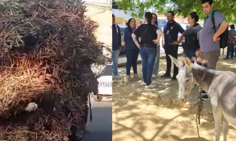Rescatan un burro que transportaba exceso de ramas y escombros en La Curva