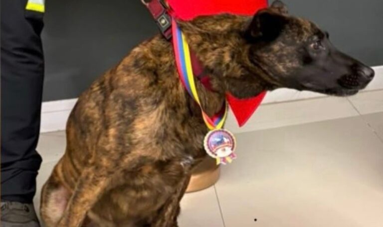 Muere Luka, la perrita de rescate española que ayudó a buscar sobrevivientes en La Guaira