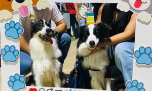 Realizarán Feria Animalista y jornada de vacunación antirrábica en Maracaibo