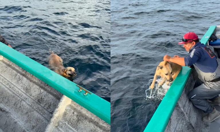 Pescadores rescatan a un perro perdido en altamar: “Pensamos que era un lobo marino”