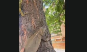 Rescatan en Don Bosco iguanas cazadas por un niño para comer