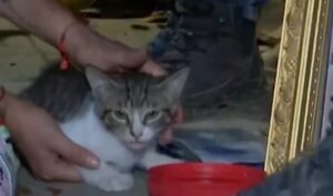 Gatito sobrevive 36 horas bajo los escombros en Pereira tras el terremoto
