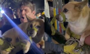 Rescatan a perro tras permanecer más de 8 horas bajo los escombros en Cali