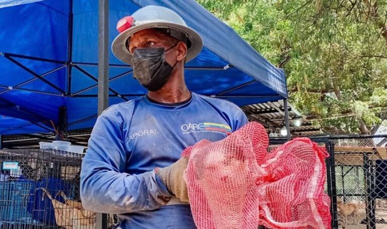 Rescatan gato bajo escombros en Caraballeda a 49 días de los terremotos