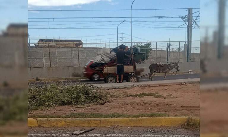 Denuncian sobrecarga de peso a un burro en Sabaneta