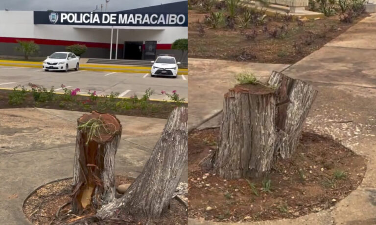 Denuncian tala de 5 cujíes adultos en la Vereda del Lago: “Es un ecocidio”