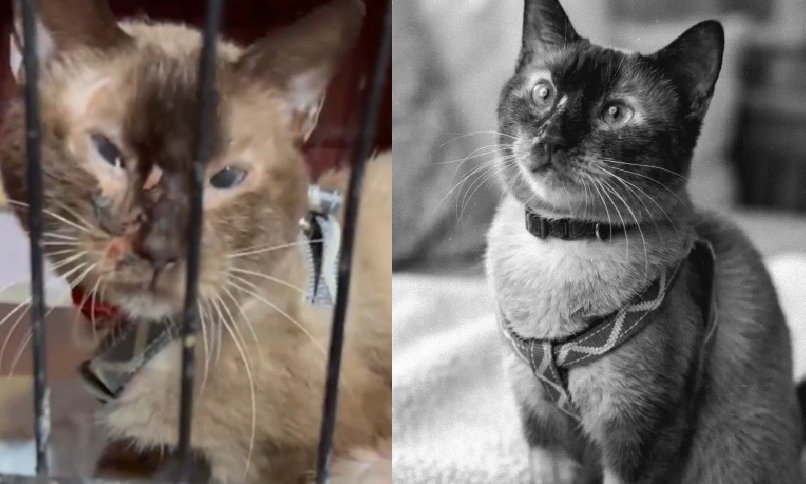Muere Félix, el gato que se volvió viral tras sobrevivir 37 días bajo los escombros