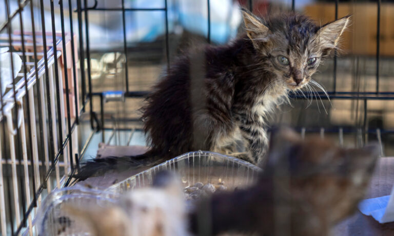 Mascotas víctimas de los terremotos en La Guaira esperan por un hogar
