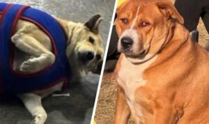 Realizan concurso de perros gordos en India: Gola vs. Googoo