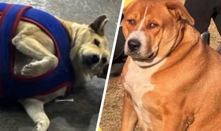 Realizan concurso de perros gordos en India: Gola vs. Googoo