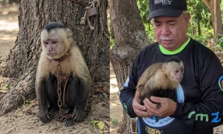 Rescatan a mono capuchino en el barrio Los Estanques tras denuncia comunitaria