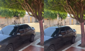 “Esto nada más se ve en La Rita”: chivo sube al techo de un carro para comer hojas