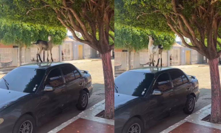 “Esto nada más se ve en La Rita”: chivo sube al techo de un carro para comer hojas