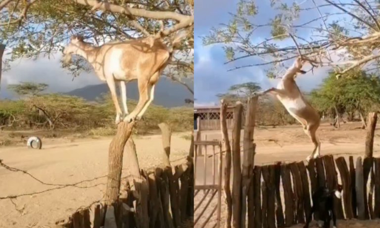 Asombroso equilibrio de una cabra sobre una empalizada sorprende en Falcón
