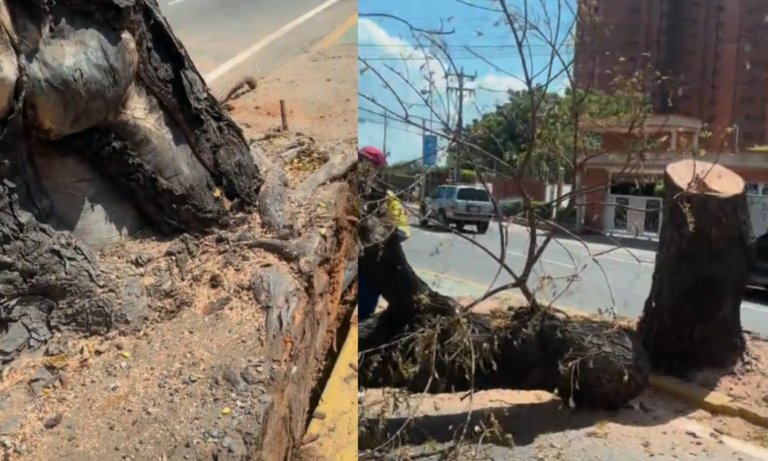 Vehículo causa daños graves a un árbol en El Milagro y piden mayor conciencia vial