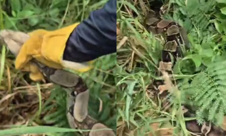 Liberan a Boa constrictor rescatada en San Francisco tras inundaciones