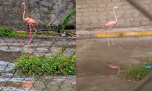 Liberan en Las Peonías a flamenco hallado en el Terminal de Pasajeros de Maracaibo