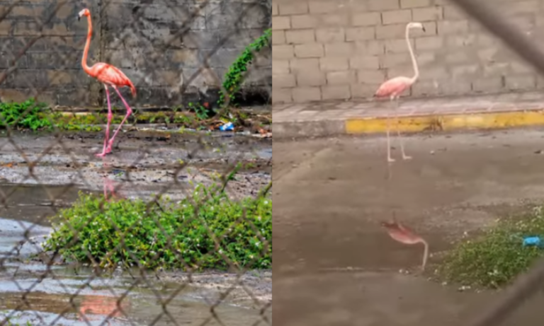 Liberan en Las Peonías a flamenco hallado en el Terminal de Pasajeros de Maracaibo