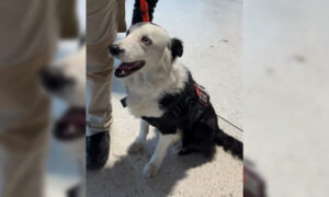 El perro rescatista Tsunami llega a Maracaibo para la develación de su estatua