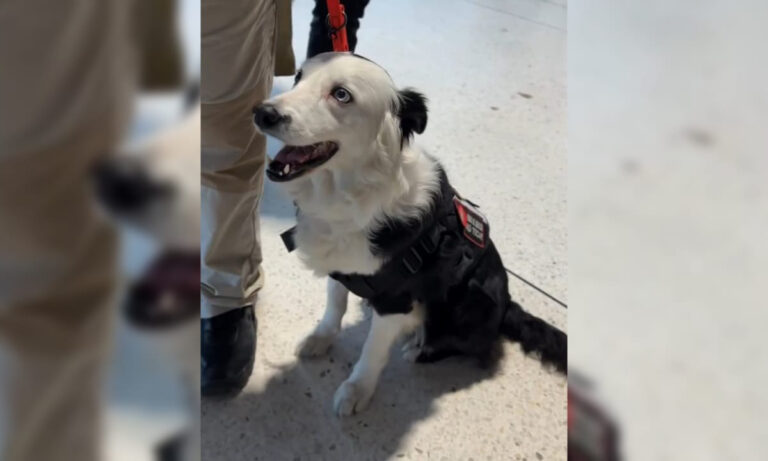 El perro rescatista Tsunami llega a Maracaibo para la develación de su estatua