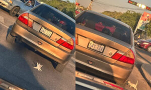 Abandonan y atropellan a gatitos bebés cerca de la bomba “El Turf”