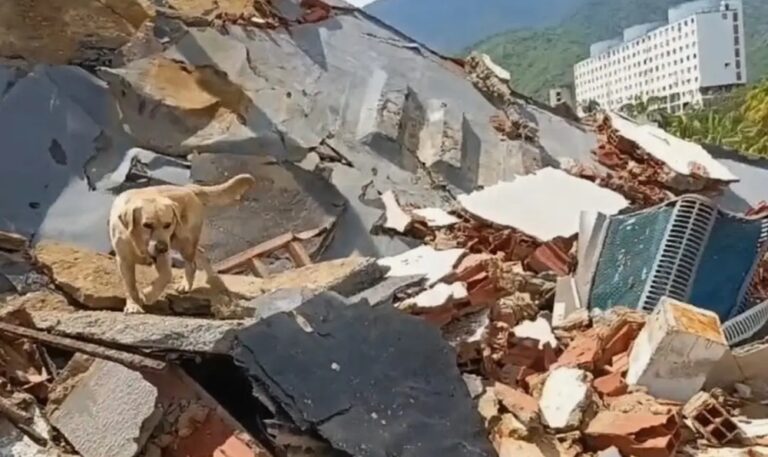 Muere el perro de rescate español Quino: salvó vidas en La Guaira