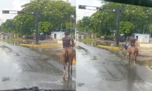 Hombre y su caballo respetan el semáforo en Mene Grande y desatan risas